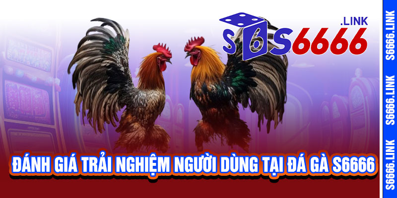 Đá Gà S6666 - Cực phẩm đấu trường, tỷ lệ 'nổ' khủng 3 Đánh giá trải nghiệm người dùng tại Đá Gà S6666